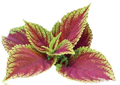 coleus forskolia kao dio Reduslim