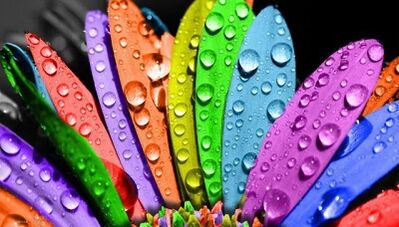 kako smršaviti na dijeti 6 latica